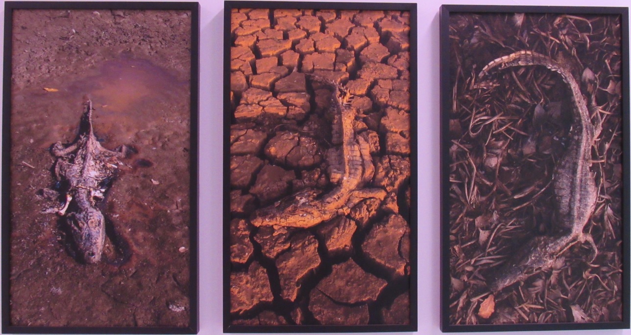 galeria/MINISTÉRIO PÚBLICO AMBIENTAL