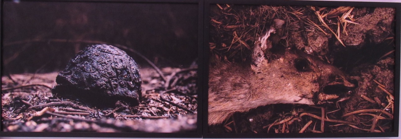 galeria/MINISTÉRIO PÚBLICO AMBIENTAL