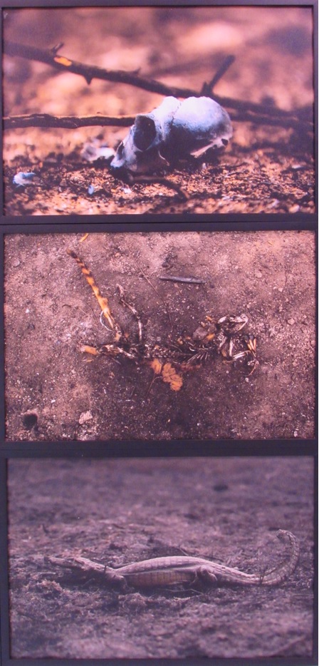 galeria/MINISTÉRIO PÚBLICO AMBIENTAL