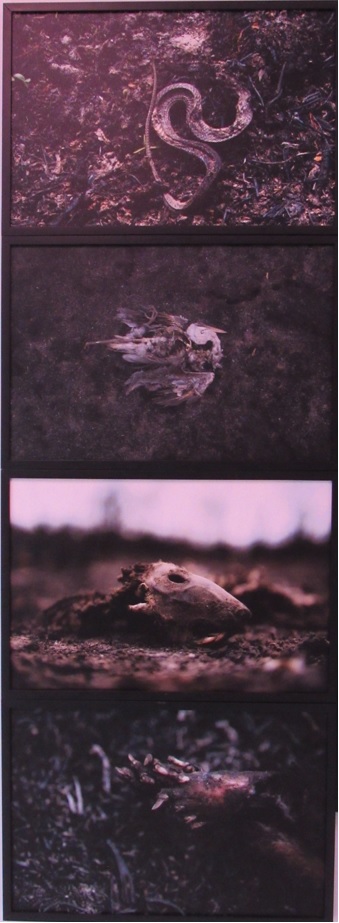 galeria/MINISTÉRIO PÚBLICO AMBIENTAL